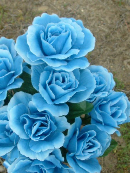 پرونده:Blue Roses1.jpg